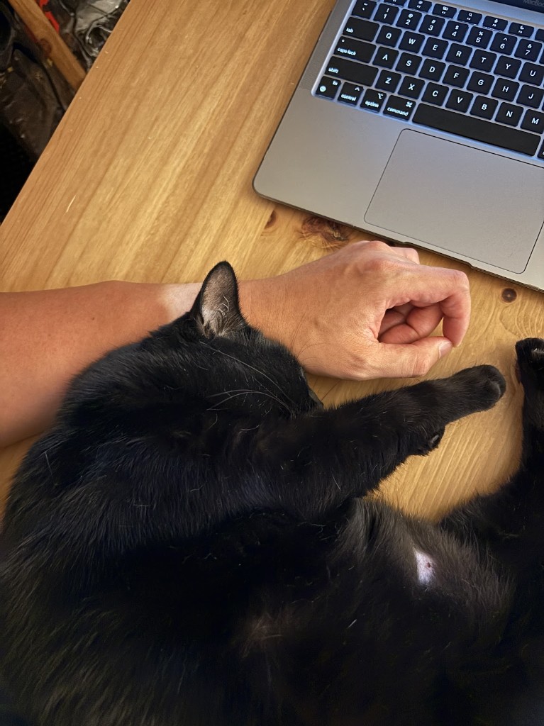 A black cat rests on its owner's arm beside a laptop on a wooden desk — building NekoSense from home.